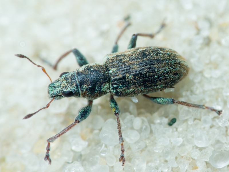 Sitona lateralis Gyllenhal, 1834